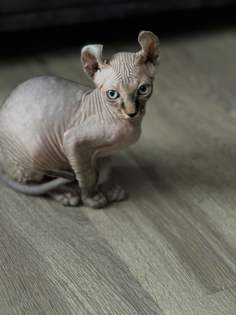Sphynx elf/Canadian