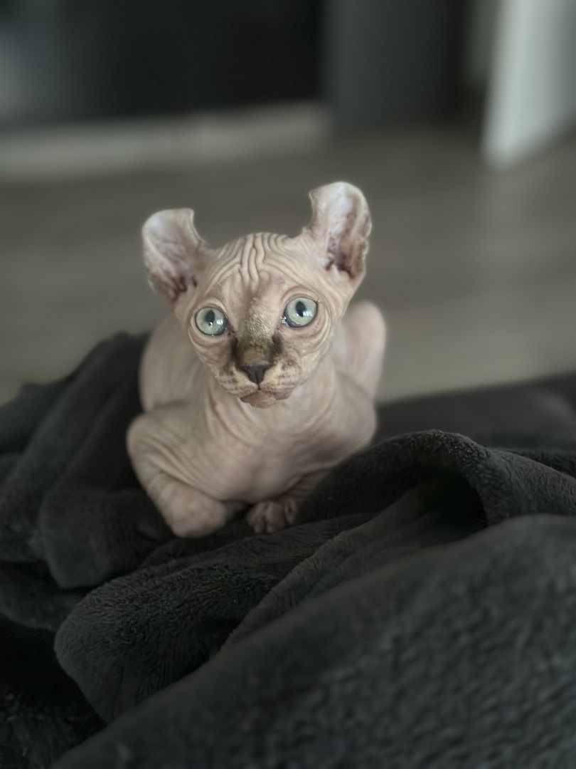 Sphynx elf/Canadian