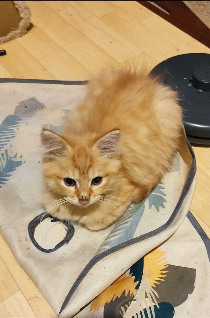 7 auf einen Streich, Maine Coon Mix