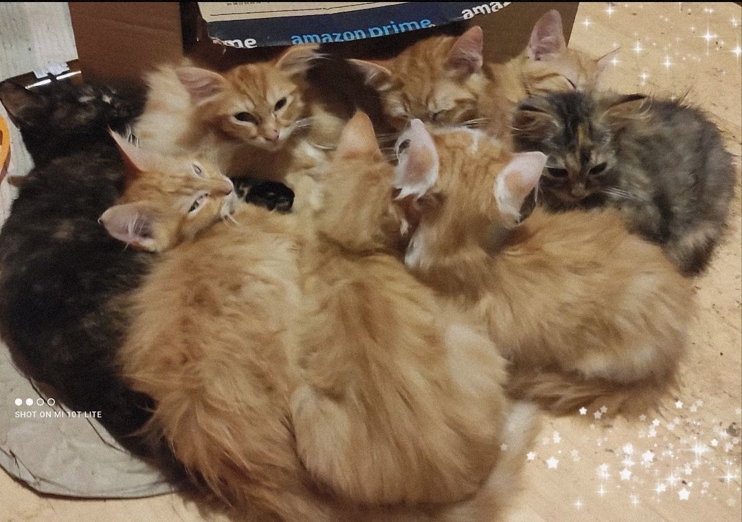 7 auf einen Streich, Maine Coon Mix