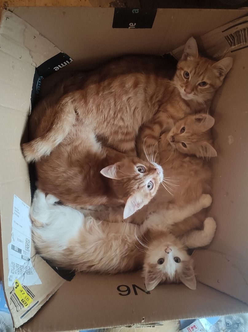 7 auf einen Streich, Maine Coon Mix