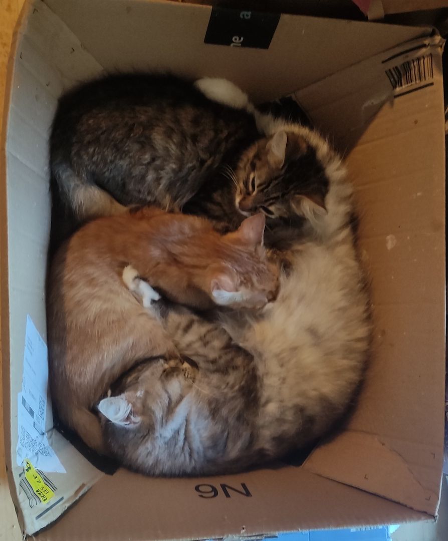 7 auf einen Streich, Maine Coon Mix