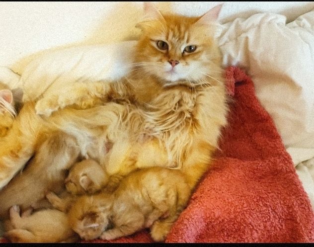 7 auf einen Streich, Maine Coon Mix
