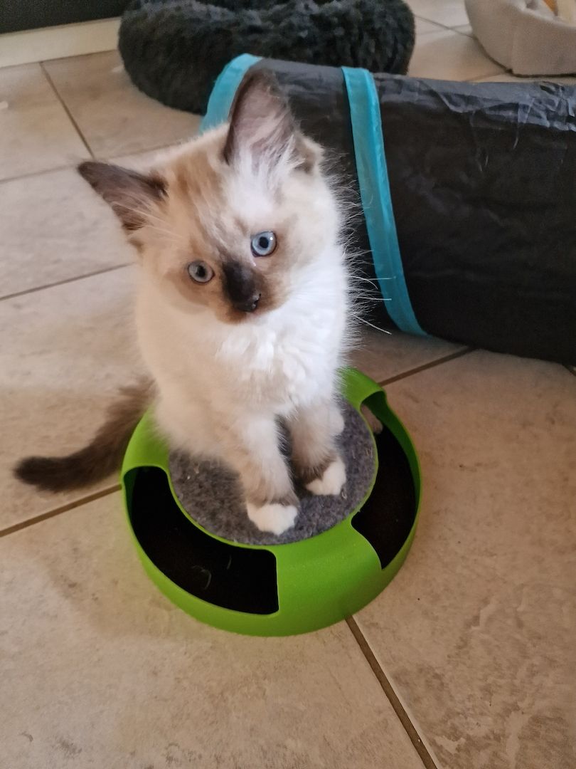 Siam/Ragdoll Kätzchen