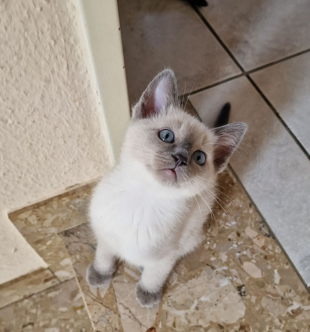 Siam/Ragdoll Kätzchen