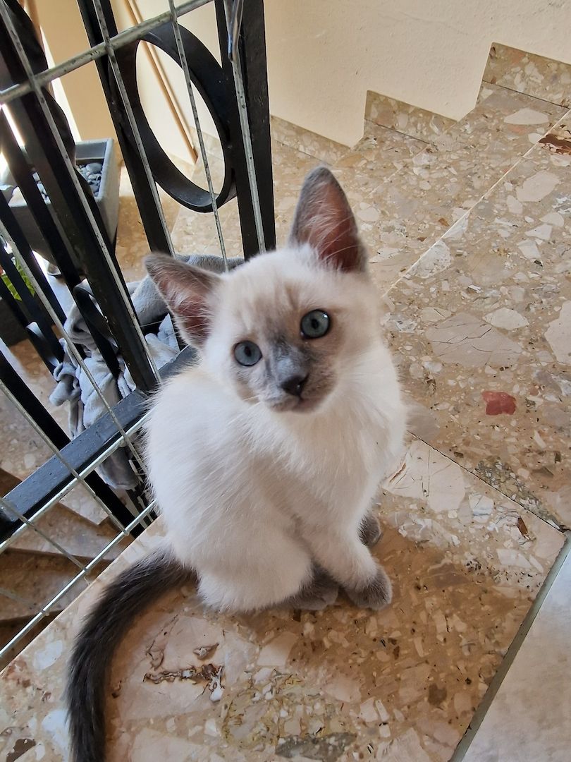 Siam/Ragdoll Kätzchen