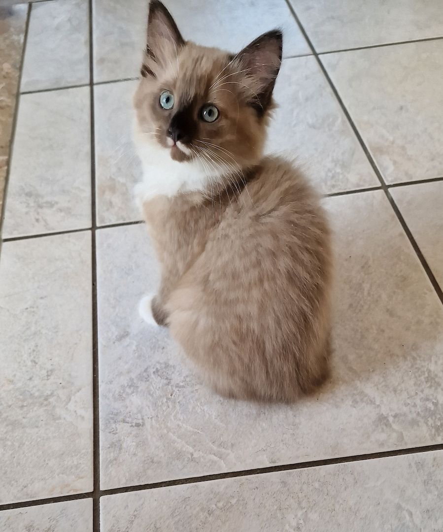 Siam/Ragdoll Kätzchen