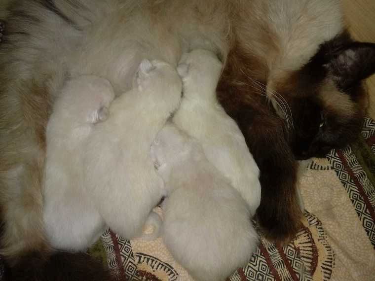 Bezaubernde Ragdoll Babys suchen neues Zuhause für immer...