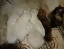 Bezaubernde Ragdoll Babys suchen neues Zuhause für immer...