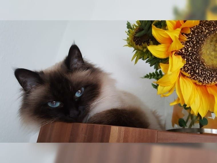 Bezaubernde Ragdoll Babys suchen neues Zuhause für immer...