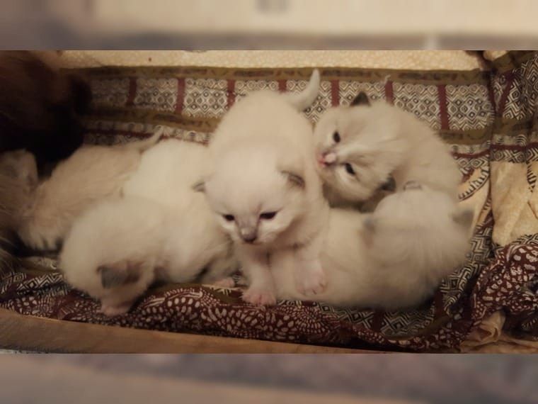Bezaubernde Ragdoll Babys suchen neues Zuhause für immer...