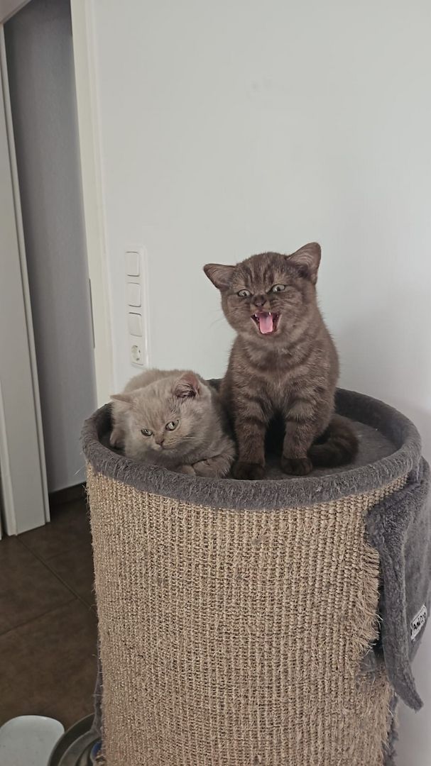 Bkh in Tabby & Fawn Bkh in Tabby & Fawn