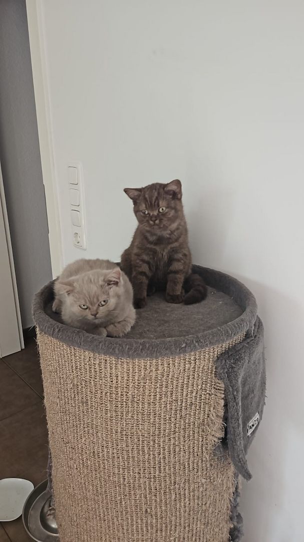 Bkh in Tabby & Fawn Bkh in Tabby & Fawn