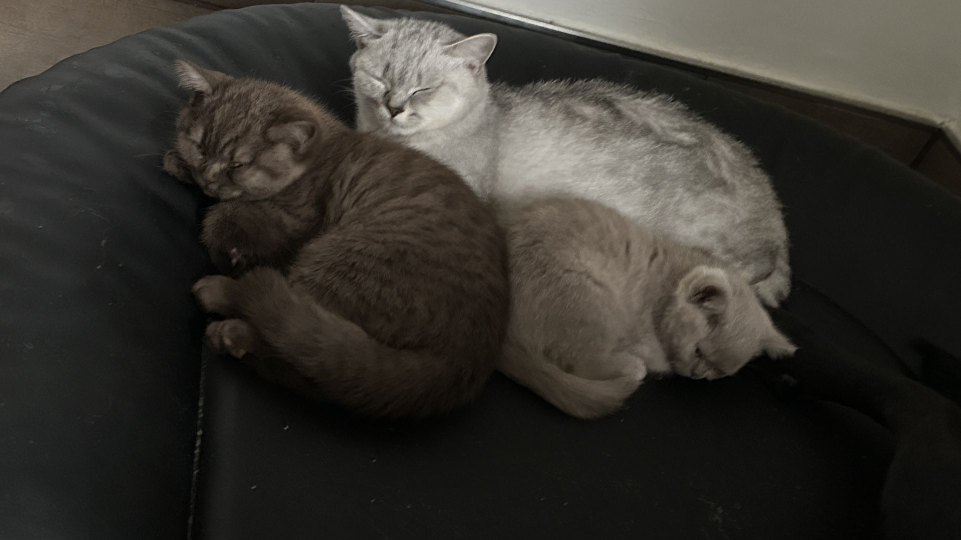 Bkh in Tabby & Fawn Bkh in Tabby & Fawn