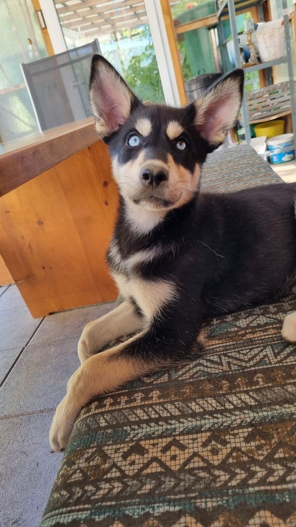 Siberian Husky Welpe