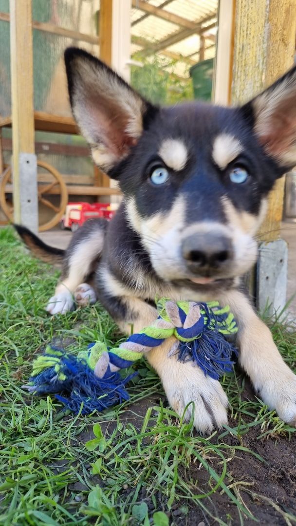 Siberian Husky Welpe