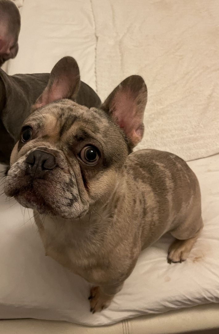 Französische Bulldogge