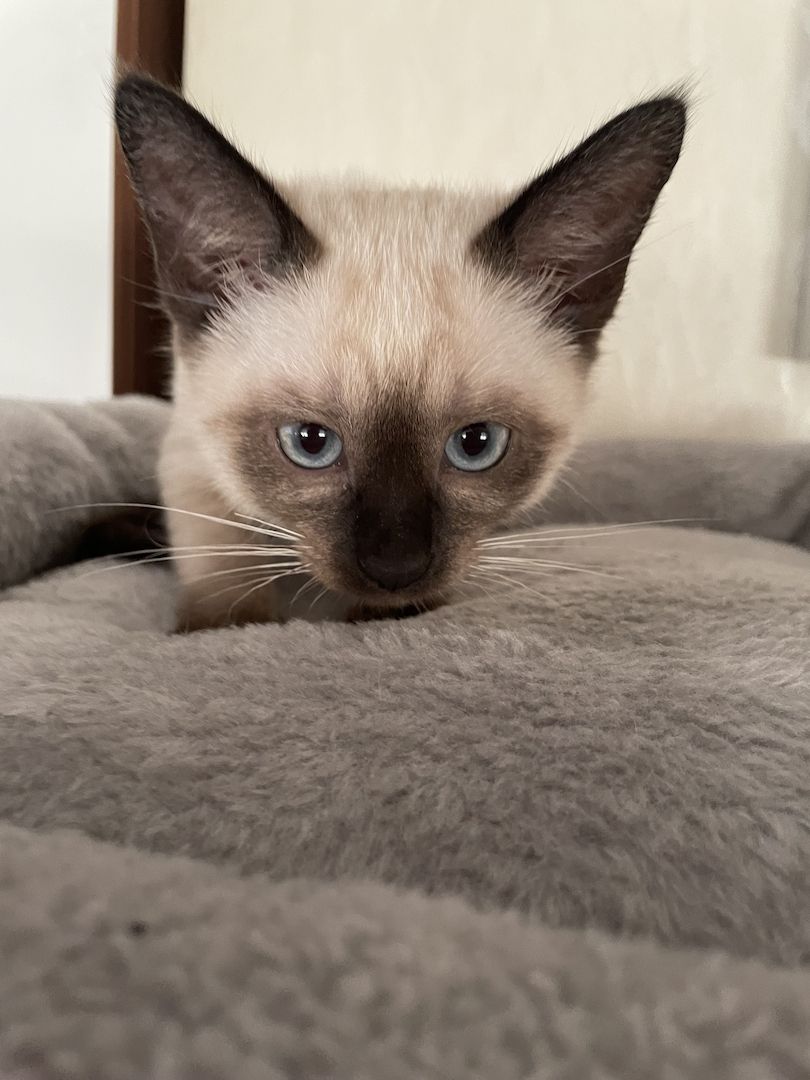 Reinrassige Siam Kätzchen