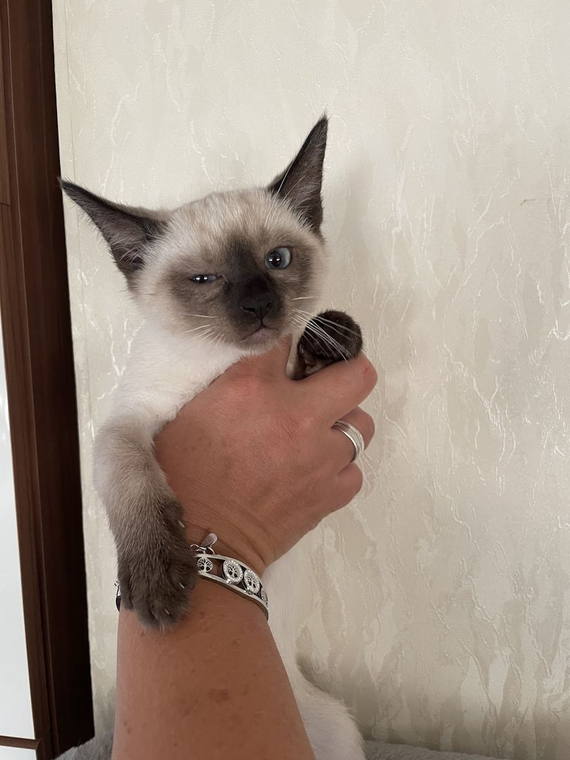 Reinrassige Siam Kätzchen