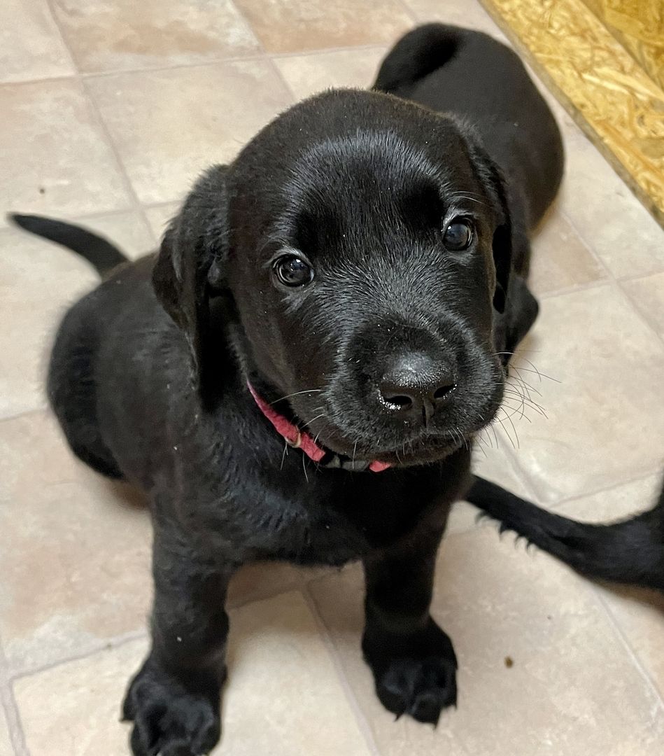 Reinrassige Labrador Welpen