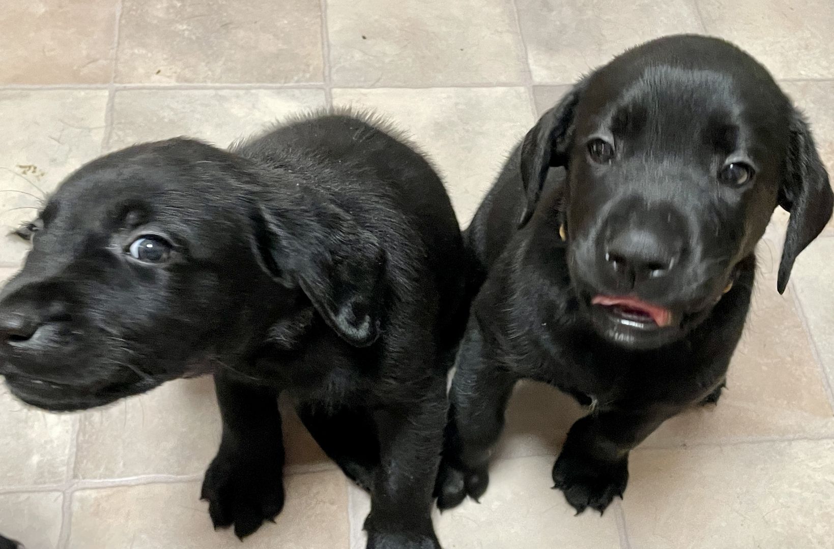 Reinrassige Labrador Welpen