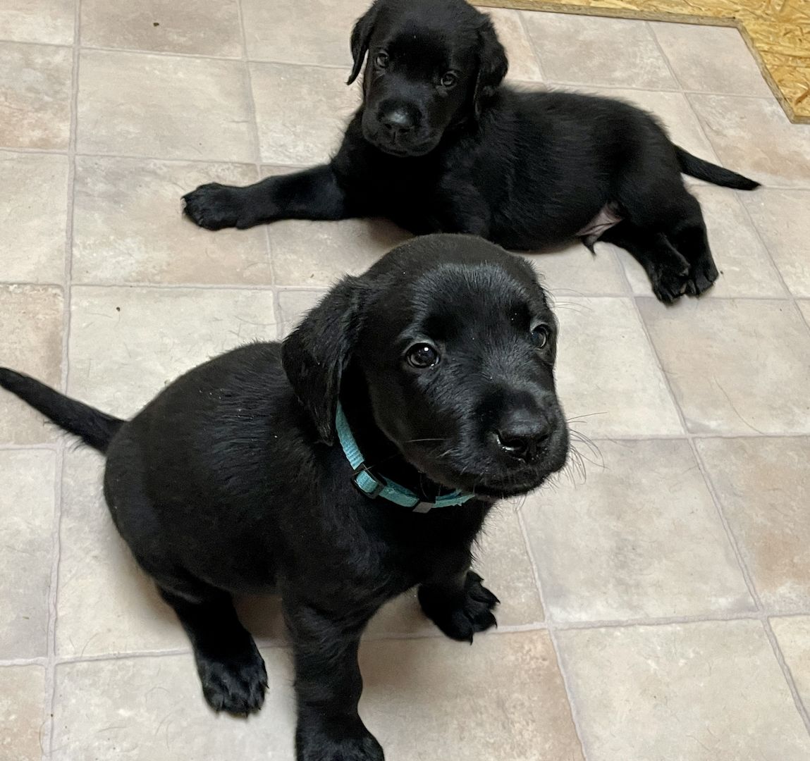 Reinrassige Labrador Welpen