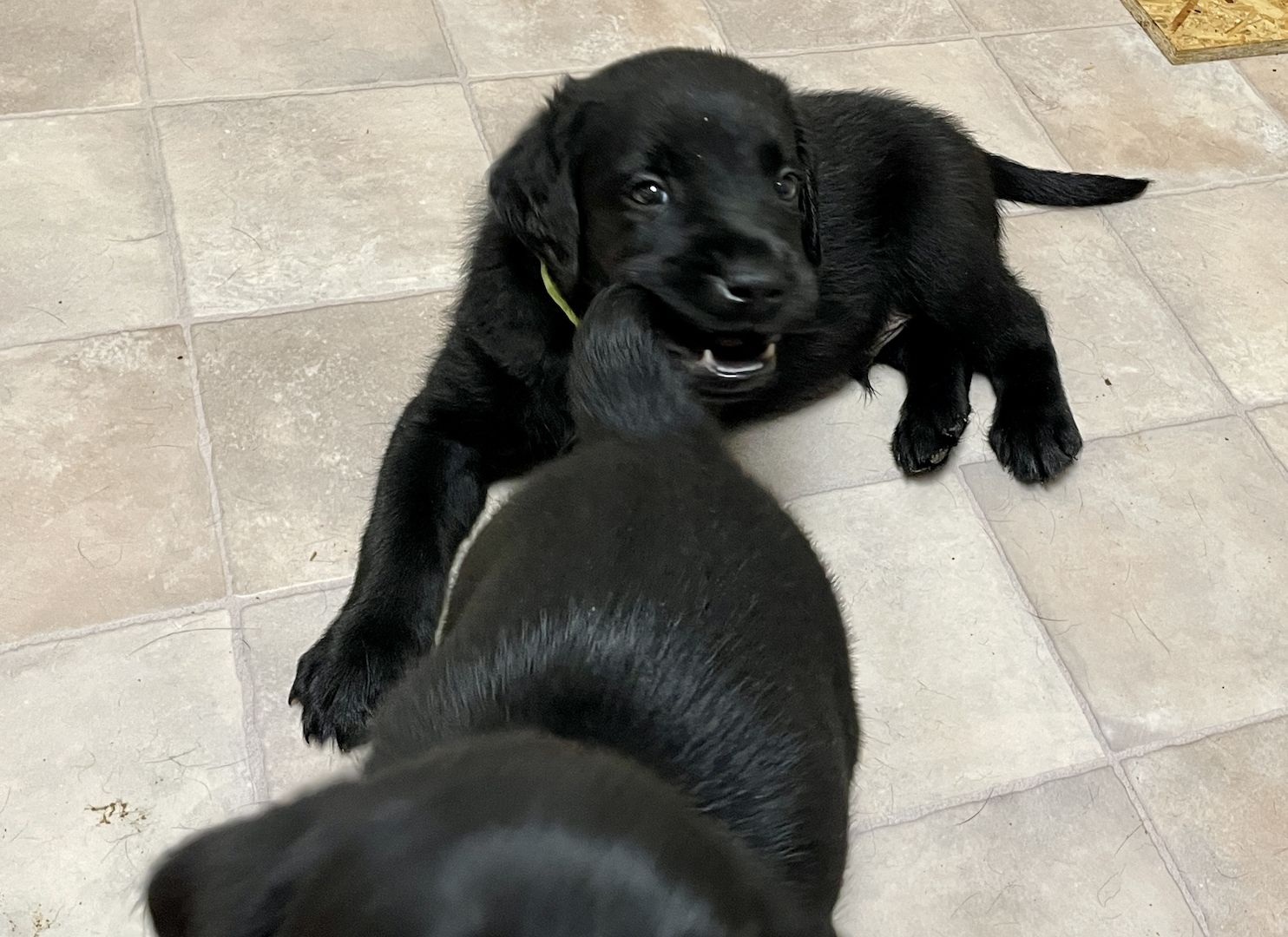 Reinrassige Labrador Welpen