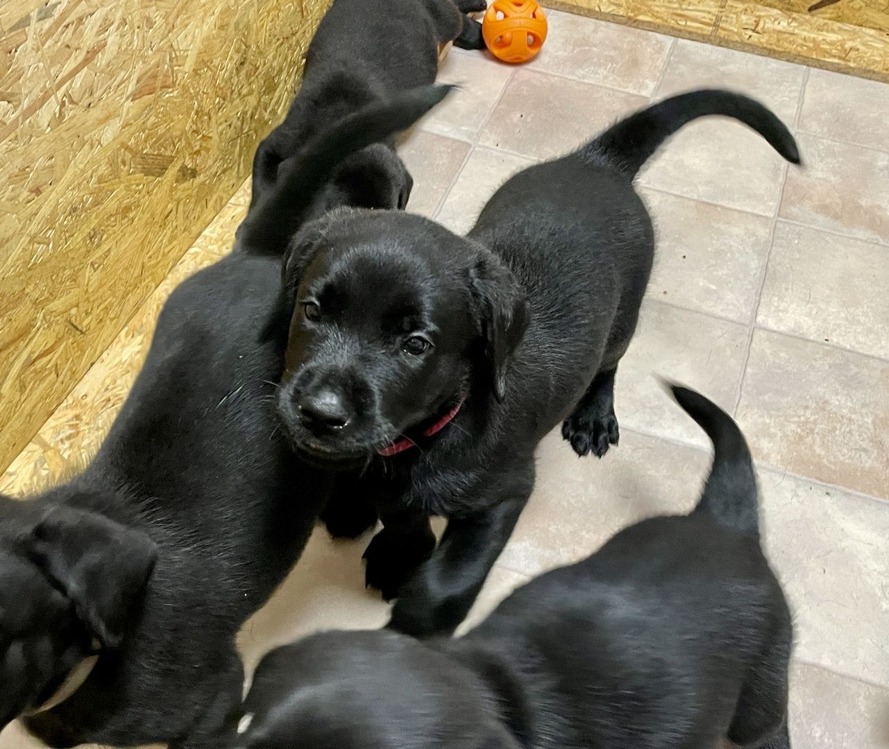 Reinrassige Labrador Welpen