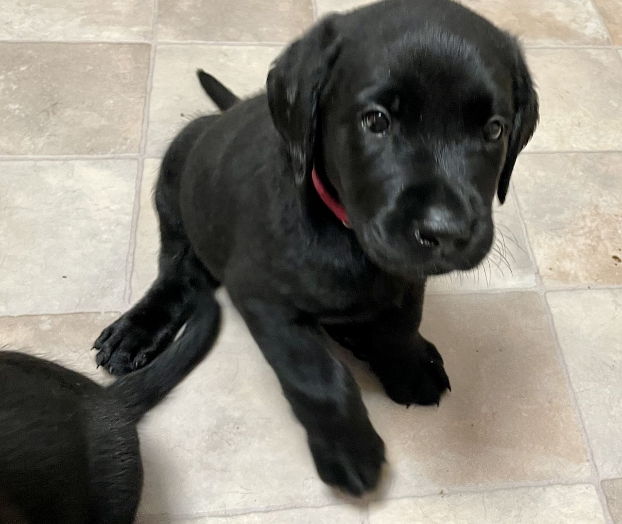 Reinrassige Labrador Welpen