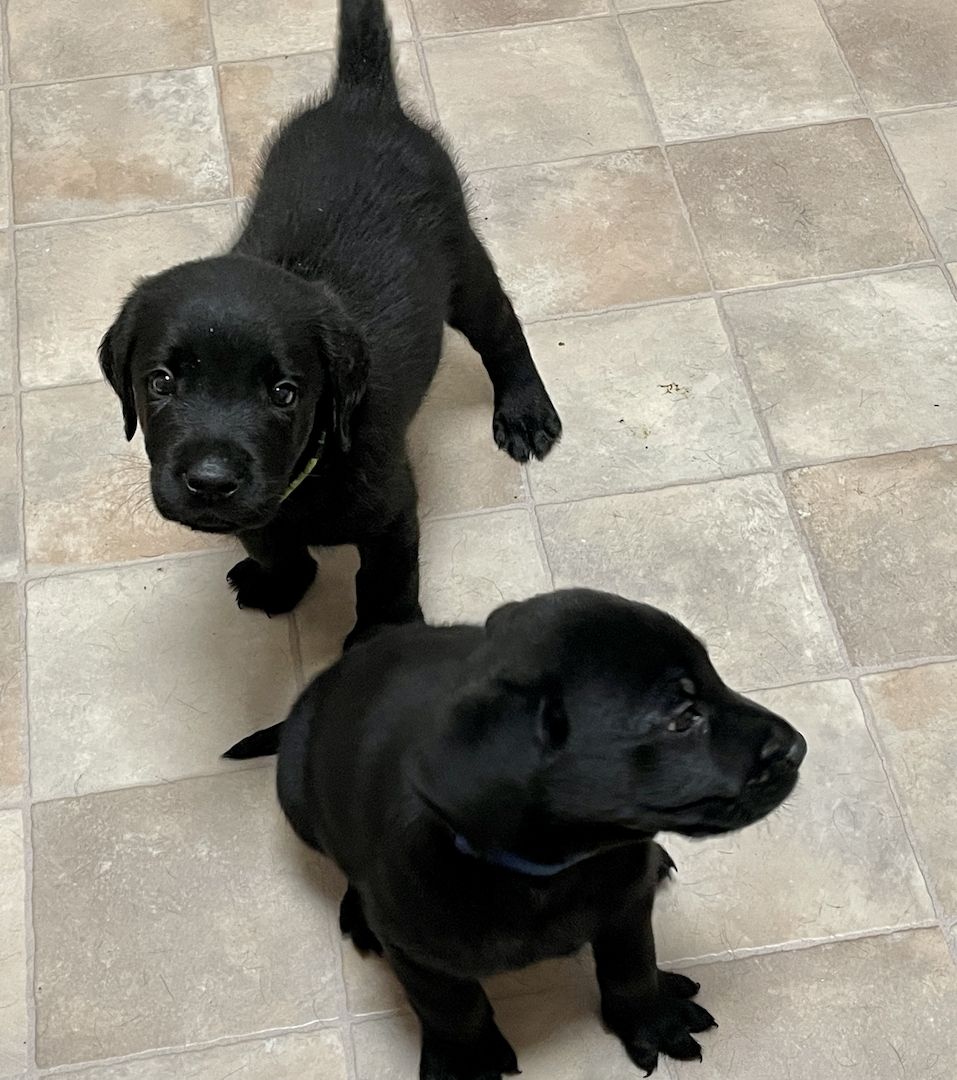 Reinrassige Labrador Welpen