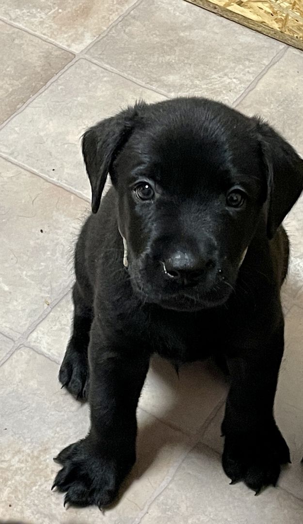 Reinrassige Labrador Welpen