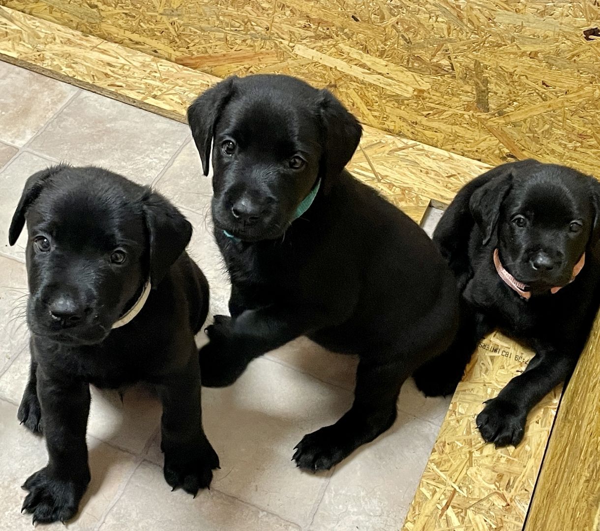 Reinrassige Labrador Welpen