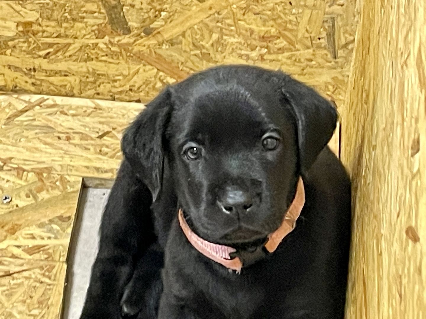 Reinrassige Labrador Welpen