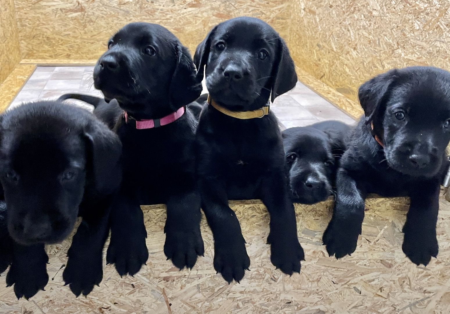 Reinrassige Labrador Welpen