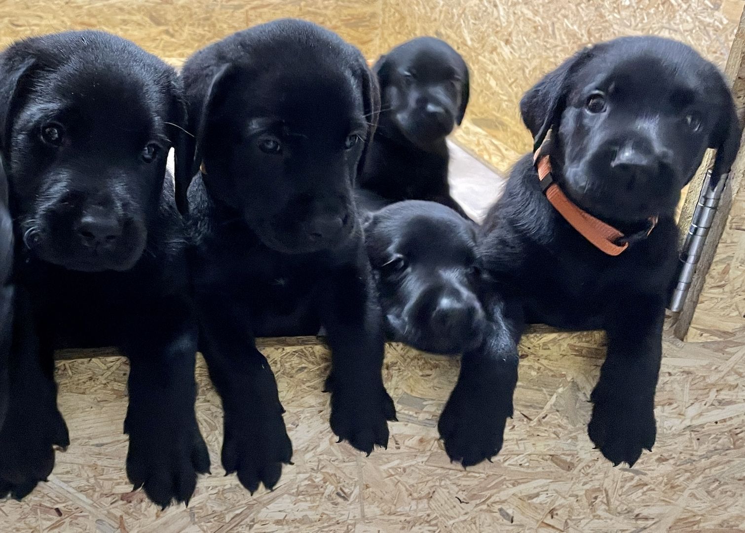 Reinrassige Labrador Welpen