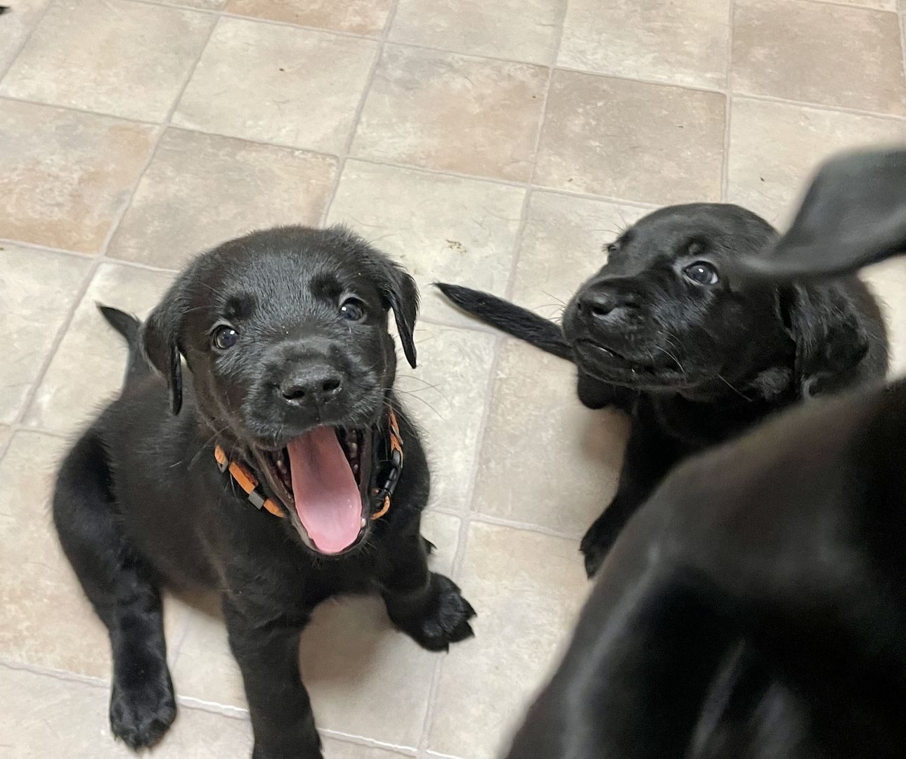 Reinrassige Labrador Welpen