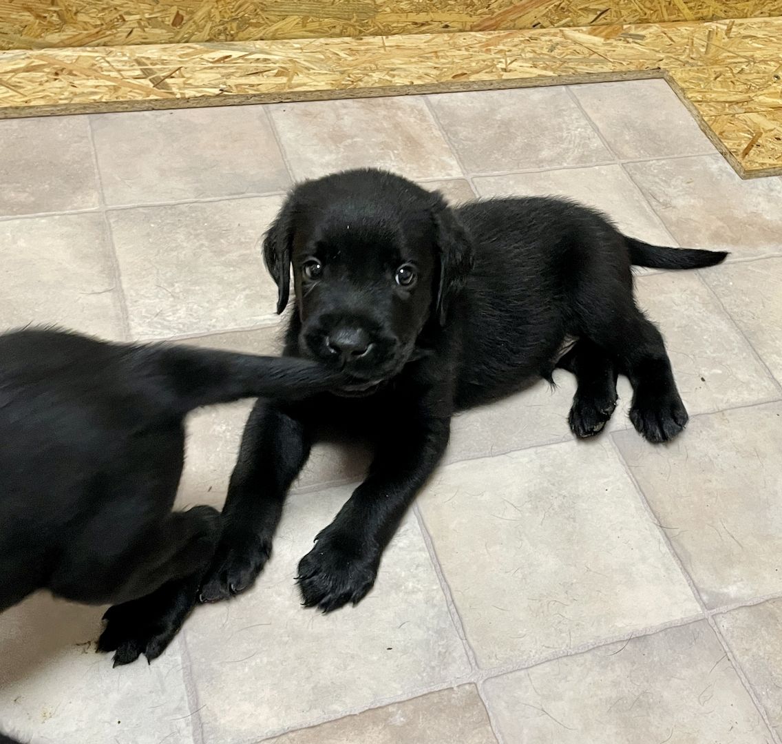 Reinrassige Labrador Welpen
