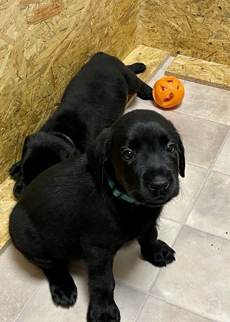 Reinrassige Labrador Welpen