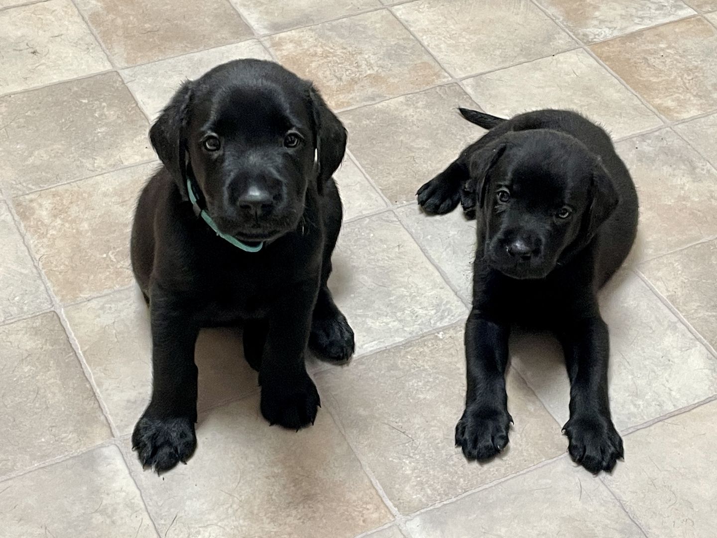 Reinrassige Labrador Welpen