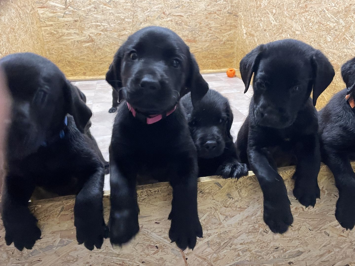 Reinrassige Labrador Welpen