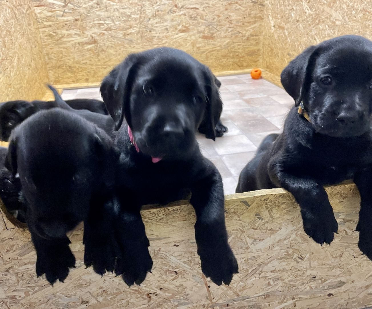 Reinrassige Labrador Welpen