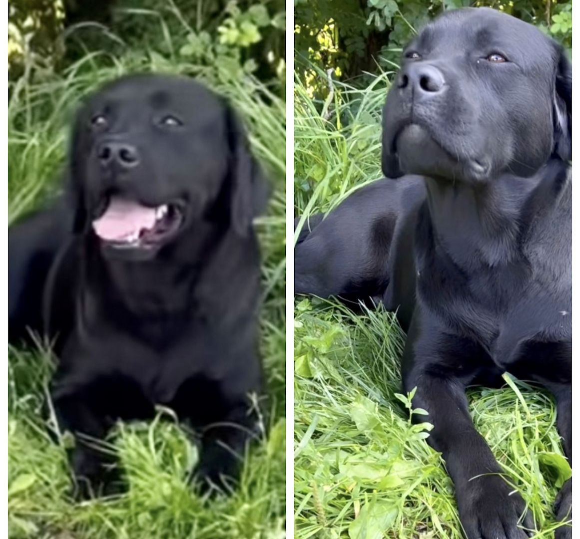 Reinrassige Labrador Welpen