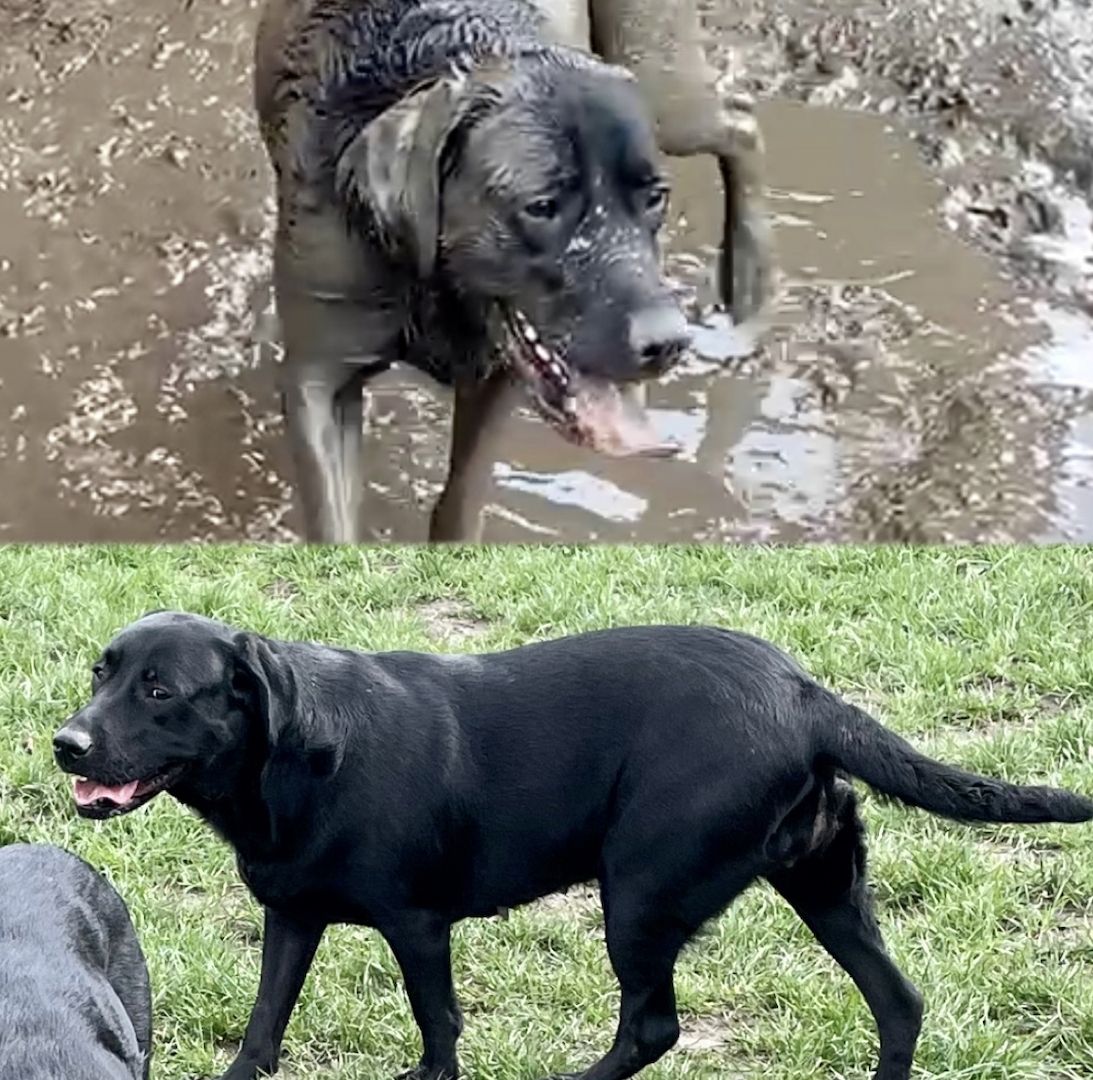 Reinrassige Labrador Welpen