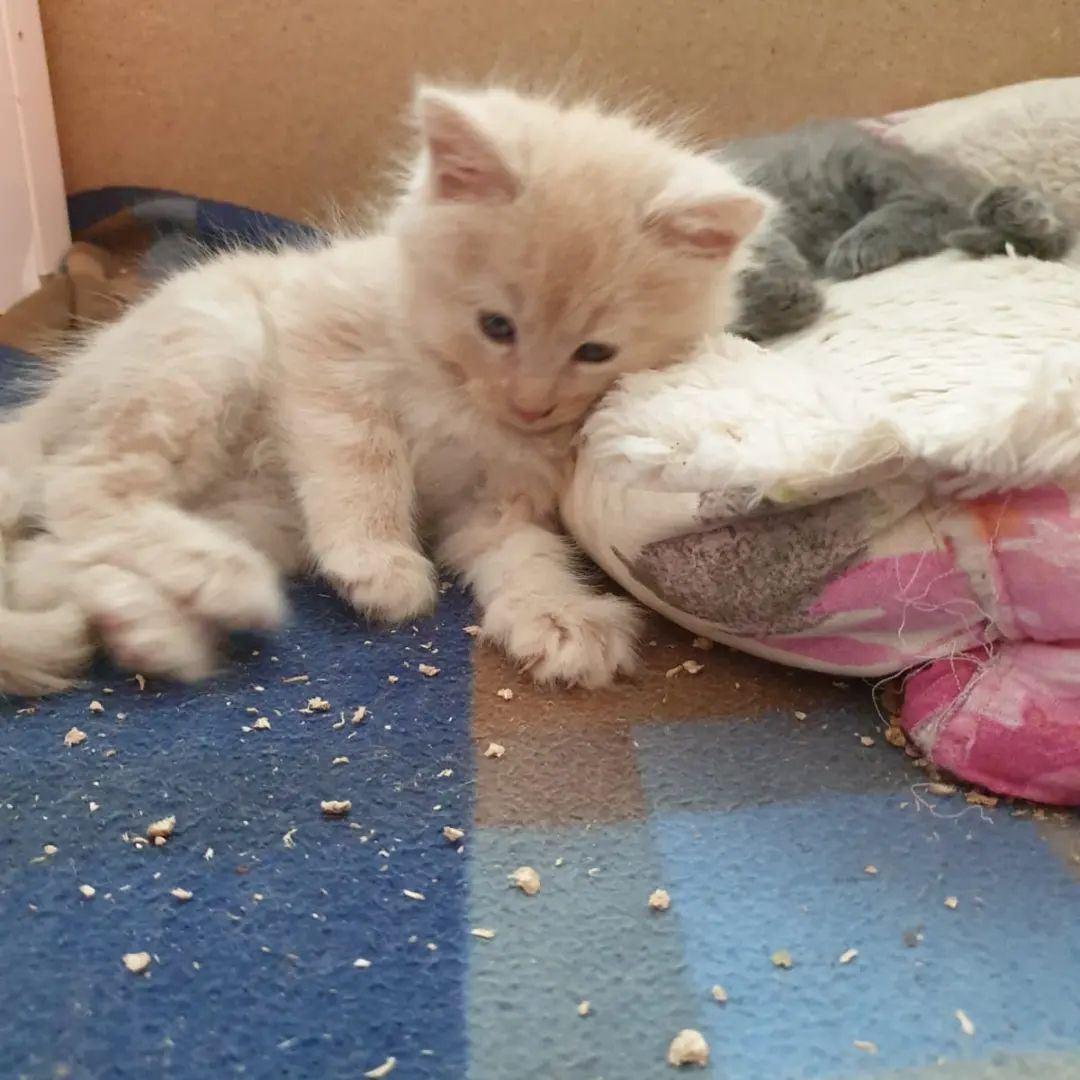 Main Coon Kitten