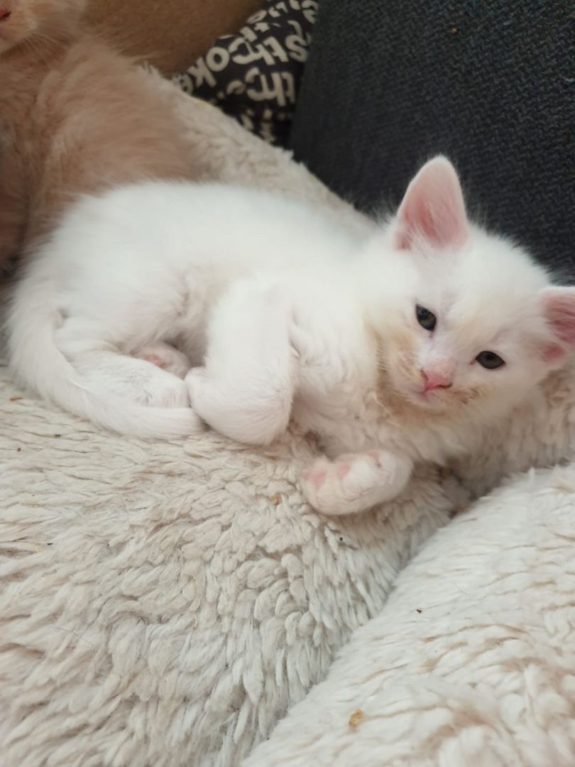 Main Coon Kitten