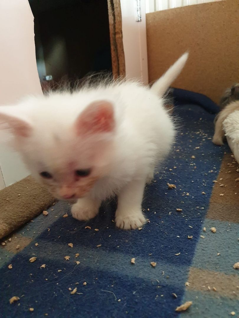 Main Coon Kitten