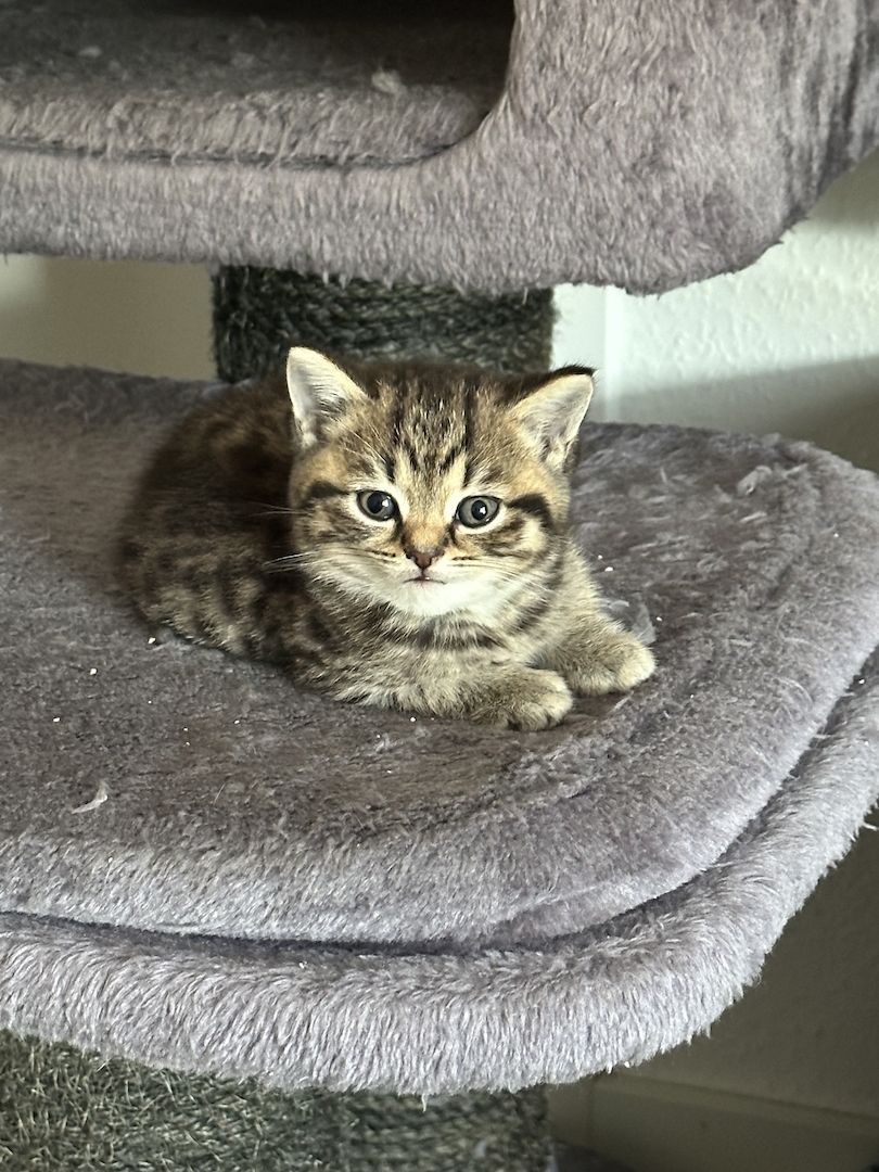 BKH Kater ab 16.11. abzugeben