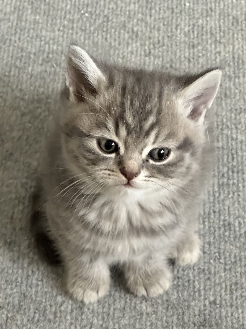 BKH Kater ab 16.11. abzugeben