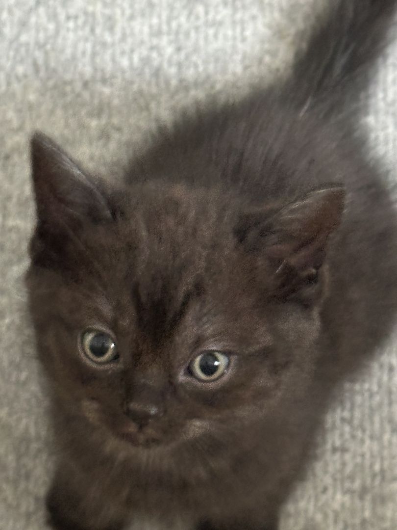 BKH Kater ab 16.11. abzugeben