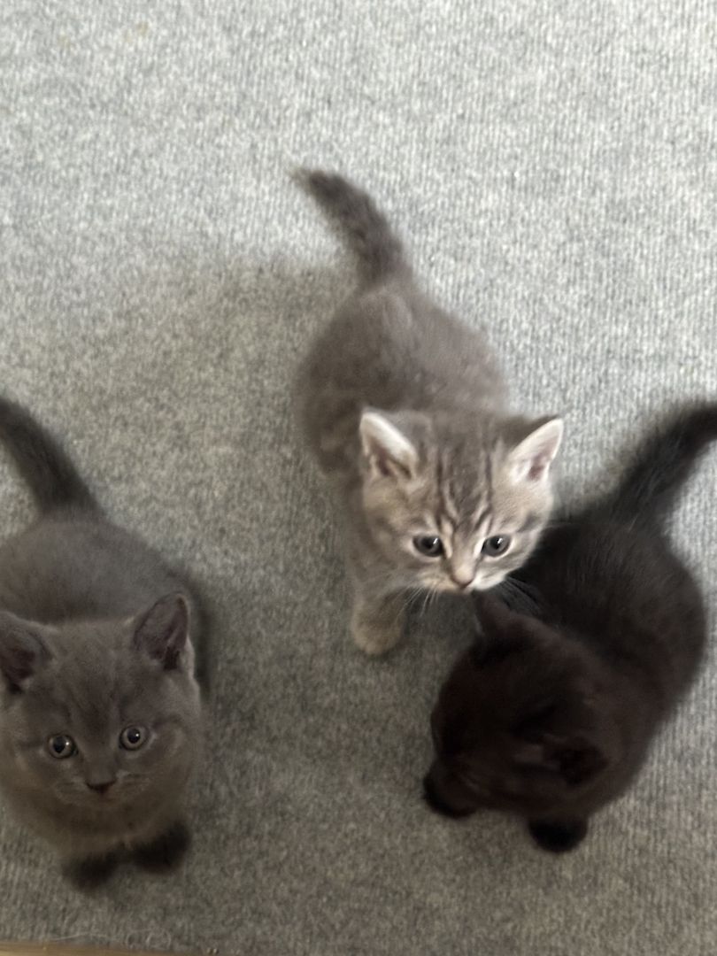 BKH Kater ab 16.11. abzugeben